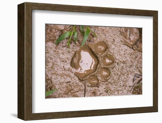 Jaguar (Panthera onca) front footprint in mud after rain shower, Belize-Chris & Tilde Stuart-Framed Photographic Print