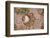 Jaguar (Panthera onca) front footprint in mud after rain shower, Belize-Chris & Tilde Stuart-Framed Photographic Print