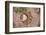 Jaguar (Panthera onca) front footprint in mud after rain shower, Belize-Chris & Tilde Stuart-Framed Photographic Print