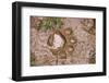 Jaguar (Panthera onca) front footprint in mud after rain shower, Belize-Chris & Tilde Stuart-Framed Photographic Print