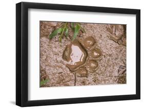 Jaguar (Panthera onca) front footprint in mud after rain shower, Belize-Chris & Tilde Stuart-Framed Photographic Print