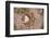 Jaguar (Panthera onca) front footprint in mud after rain shower, Belize-Chris & Tilde Stuart-Framed Photographic Print