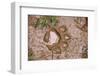 Jaguar (Panthera onca) front footprint in mud after rain shower, Belize-Chris & Tilde Stuart-Framed Photographic Print