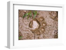 Jaguar (Panthera onca) front footprint in mud after rain shower, Belize-Chris & Tilde Stuart-Framed Photographic Print