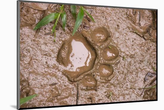Jaguar (Panthera onca) front footprint in mud after rain shower, Belize-Chris & Tilde Stuart-Mounted Photographic Print