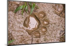 Jaguar (Panthera onca) front footprint in mud after rain shower, Belize-Chris & Tilde Stuart-Mounted Photographic Print