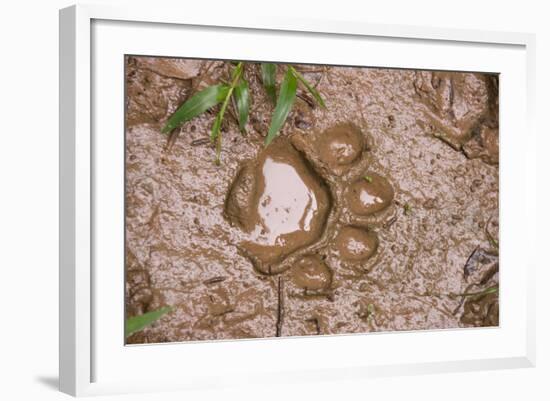 Jaguar (Panthera onca) front footprint in mud after rain shower, Belize-Chris & Tilde Stuart-Framed Photographic Print