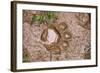 Jaguar (Panthera onca) front footprint in mud after rain shower, Belize-Chris & Tilde Stuart-Framed Photographic Print