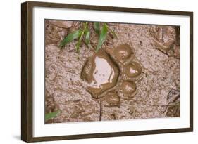 Jaguar (Panthera onca) front footprint in mud after rain shower, Belize-Chris & Tilde Stuart-Framed Photographic Print