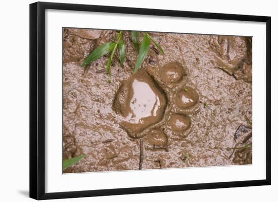 Jaguar (Panthera onca) front footprint in mud after rain shower, Belize-Chris & Tilde Stuart-Framed Photographic Print