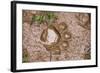 Jaguar (Panthera onca) front footprint in mud after rain shower, Belize-Chris & Tilde Stuart-Framed Photographic Print