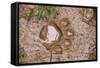 Jaguar (Panthera onca) front footprint in mud after rain shower, Belize-Chris & Tilde Stuart-Framed Stretched Canvas