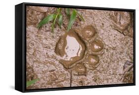 Jaguar (Panthera onca) front footprint in mud after rain shower, Belize-Chris & Tilde Stuart-Framed Stretched Canvas