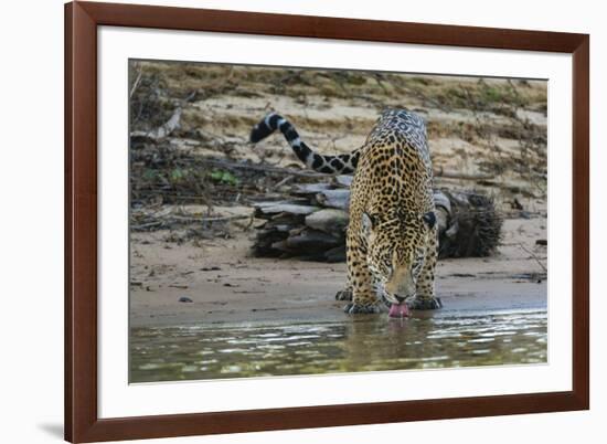 Jaguar (Panthera onca) male drinking, Cuiaba River, Pantanal, Brazil-Jeff Foott-Framed Photographic Print