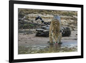 Jaguar (Panthera onca) male drinking, Cuiaba River, Pantanal, Brazil-Jeff Foott-Framed Photographic Print