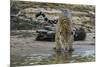 Jaguar (Panthera onca) male drinking, Cuiaba River, Pantanal, Brazil-Jeff Foott-Mounted Photographic Print