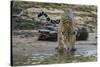 Jaguar (Panthera onca) male drinking, Cuiaba River, Pantanal, Brazil-Jeff Foott-Stretched Canvas