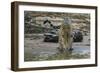 Jaguar (Panthera onca) male drinking, Cuiaba River, Pantanal, Brazil-Jeff Foott-Framed Photographic Print