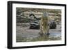 Jaguar (Panthera onca) male drinking, Cuiaba River, Pantanal, Brazil-Jeff Foott-Framed Photographic Print