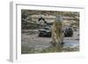 Jaguar (Panthera onca) male drinking, Cuiaba River, Pantanal, Brazil-Jeff Foott-Framed Photographic Print