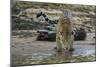 Jaguar (Panthera onca) male drinking, Cuiaba River, Pantanal, Brazil-Jeff Foott-Mounted Photographic Print