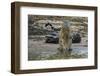 Jaguar (Panthera onca) male drinking, Cuiaba River, Pantanal, Brazil-Jeff Foott-Framed Photographic Print