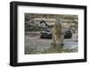 Jaguar (Panthera onca) male drinking, Cuiaba River, Pantanal, Brazil-Jeff Foott-Framed Photographic Print