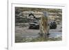 Jaguar (Panthera onca) male drinking, Cuiaba River, Pantanal, Brazil-Jeff Foott-Framed Photographic Print