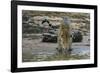 Jaguar (Panthera onca) male drinking, Cuiaba River, Pantanal, Brazil-Jeff Foott-Framed Photographic Print