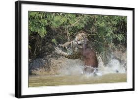 Jaguar (Panthera onca) male, hunting Capybara, Cuiaba River, Pantanal, Brazil-Jeff Foott-Framed Photographic Print