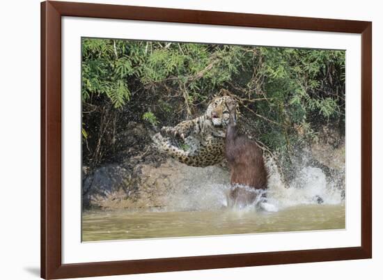 Jaguar (Panthera onca) male, hunting Capybara, Cuiaba River, Pantanal, Brazil-Jeff Foott-Framed Photographic Print