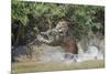 Jaguar (Panthera onca) male, hunting Capybara, Cuiaba River, Pantanal, Brazil-Jeff Foott-Mounted Photographic Print