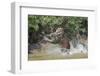 Jaguar (Panthera onca) male, hunting Capybara, Cuiaba River, Pantanal, Brazil-Jeff Foott-Framed Photographic Print