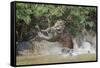 Jaguar (Panthera onca) male, hunting Capybara, Cuiaba River, Pantanal, Brazil-Jeff Foott-Framed Stretched Canvas