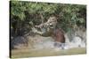 Jaguar (Panthera onca) male, hunting Capybara, Cuiaba River, Pantanal, Brazil-Jeff Foott-Stretched Canvas