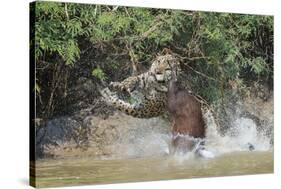 Jaguar (Panthera onca) male, hunting Capybara, Cuiaba River, Pantanal, Brazil-Jeff Foott-Stretched Canvas