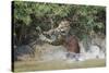 Jaguar (Panthera onca) male, hunting Capybara, Cuiaba River, Pantanal, Brazil-Jeff Foott-Stretched Canvas