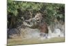 Jaguar (Panthera onca) male, hunting Capybara, Cuiaba River, Pantanal, Brazil-Jeff Foott-Mounted Premium Photographic Print