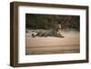 Jaguar (Panthera Onca) Male, Northern Pantanal, Mato Grosso, Brazil-Pete Oxford-Framed Photographic Print