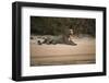 Jaguar (Panthera Onca) Male, Northern Pantanal, Mato Grosso, Brazil-Pete Oxford-Framed Photographic Print