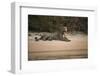 Jaguar (Panthera Onca) Male, Northern Pantanal, Mato Grosso, Brazil-Pete Oxford-Framed Photographic Print