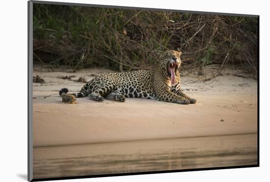 Jaguar (Panthera Onca) Male, Northern Pantanal, Mato Grosso, Brazil-Pete Oxford-Mounted Photographic Print