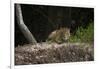 Jaguar (Panthera Onca) Male, Northern Pantanal, Mato Grosso, Brazil-Pete Oxford-Framed Photographic Print