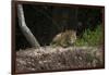 Jaguar (Panthera Onca) Male, Northern Pantanal, Mato Grosso, Brazil-Pete Oxford-Framed Photographic Print