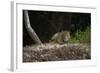 Jaguar (Panthera Onca) Male, Northern Pantanal, Mato Grosso, Brazil-Pete Oxford-Framed Photographic Print