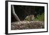 Jaguar (Panthera Onca) Male, Northern Pantanal, Mato Grosso, Brazil-Pete Oxford-Framed Photographic Print