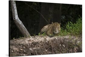 Jaguar (Panthera Onca) Male, Northern Pantanal, Mato Grosso, Brazil-Pete Oxford-Stretched Canvas