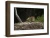 Jaguar (Panthera Onca) Male, Northern Pantanal, Mato Grosso, Brazil-Pete Oxford-Framed Photographic Print