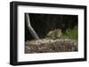 Jaguar (Panthera Onca) Male, Northern Pantanal, Mato Grosso, Brazil-Pete Oxford-Framed Photographic Print