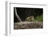 Jaguar (Panthera Onca) Male, Northern Pantanal, Mato Grosso, Brazil-Pete Oxford-Framed Photographic Print